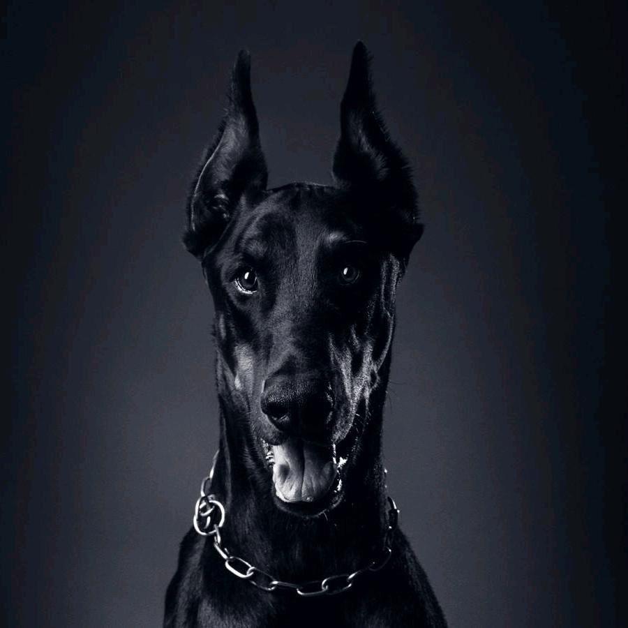 金源犬舍