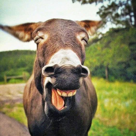 生产队的驴@抖音