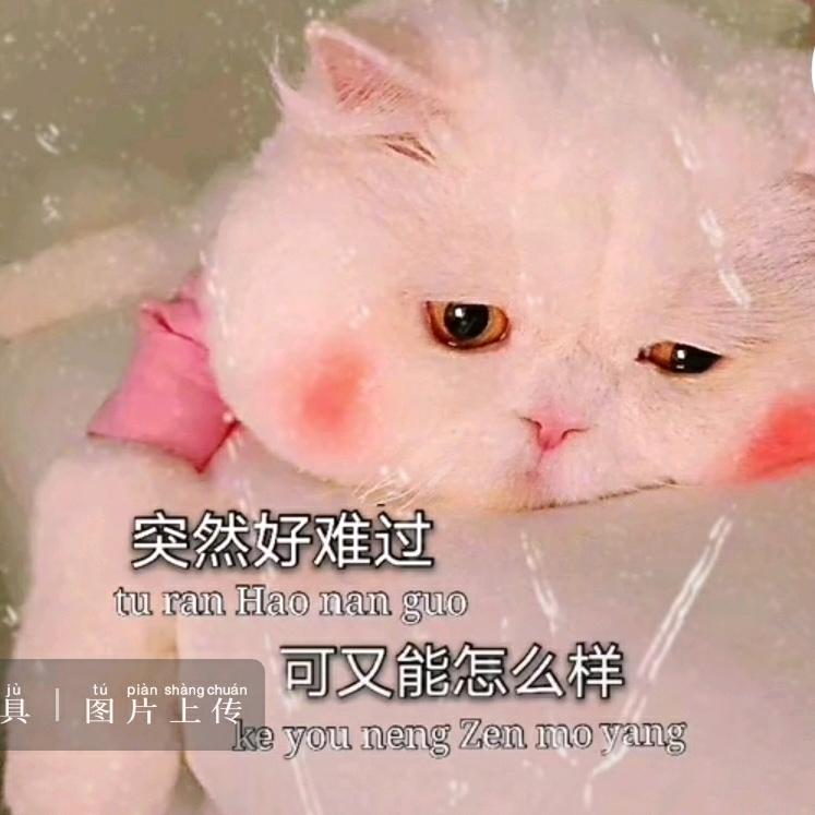 猪丫头