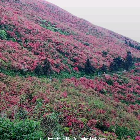草原的风