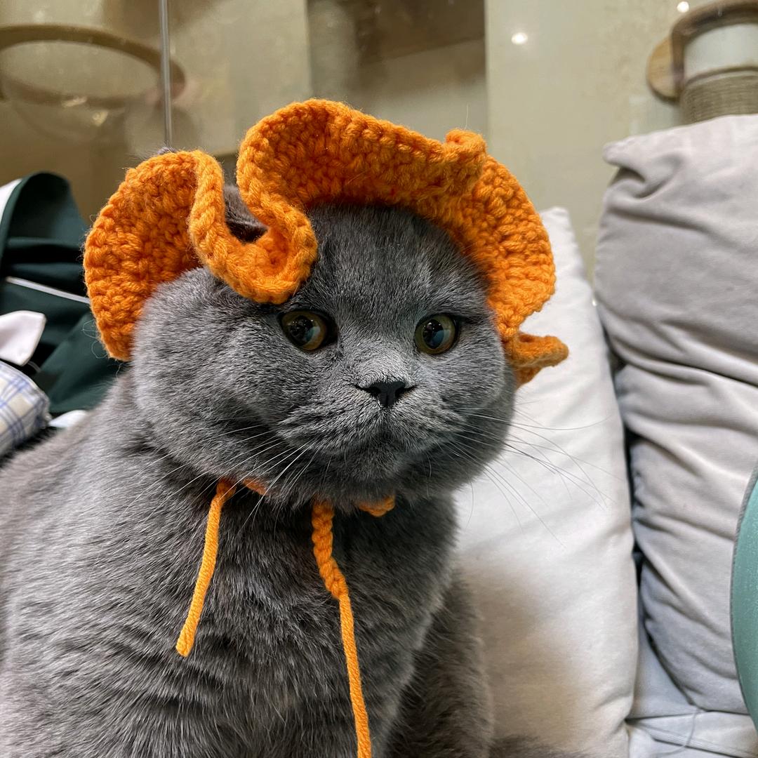🎈辣辣家的喵🐱