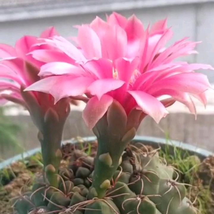 🕊꧔ꦿ᭄💞螺蛳粉꧔ꦿ᭄💞🕊