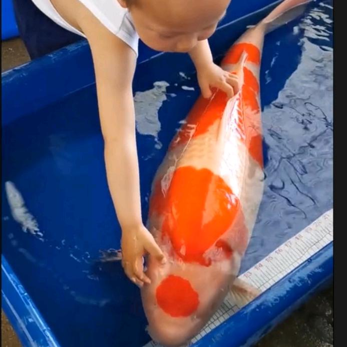客家锦鲤