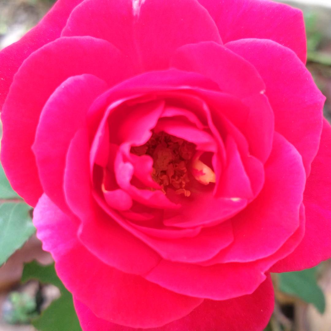 岁月静好🍎🍎（赞不过三）