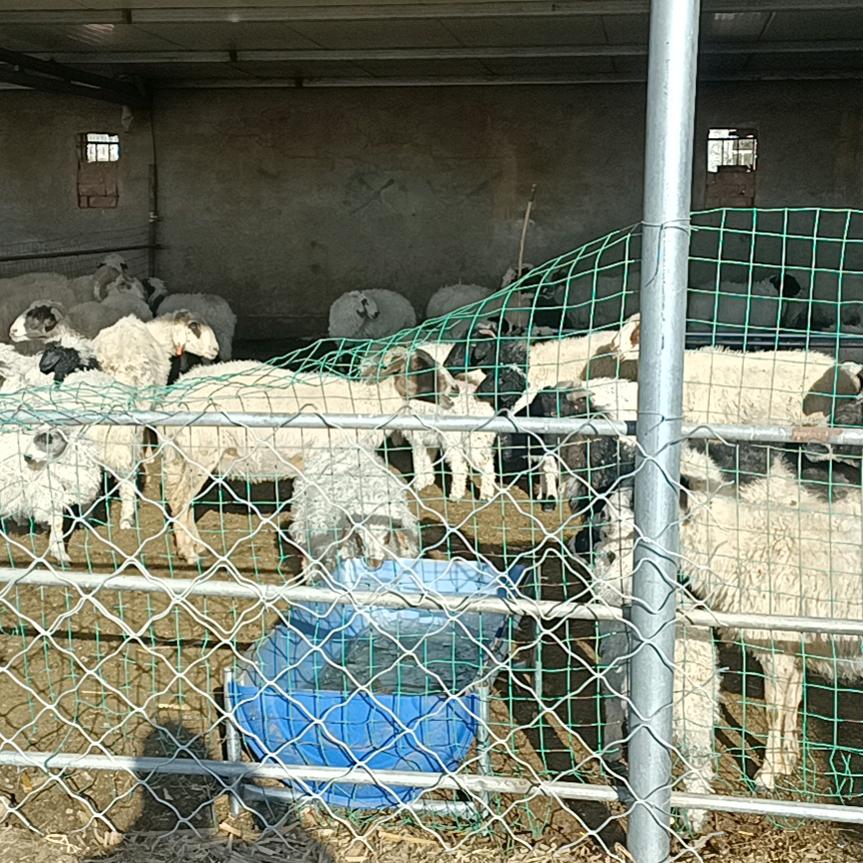 MC《********》拥》