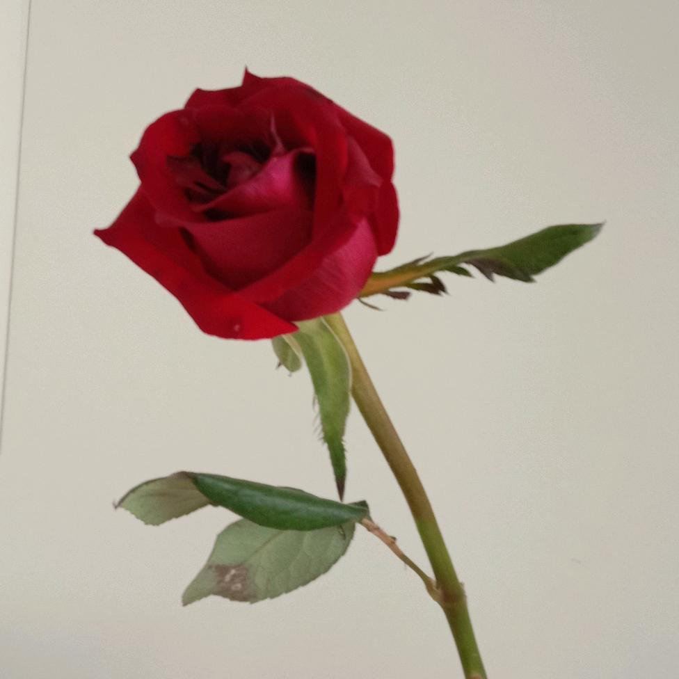 婆婆丁