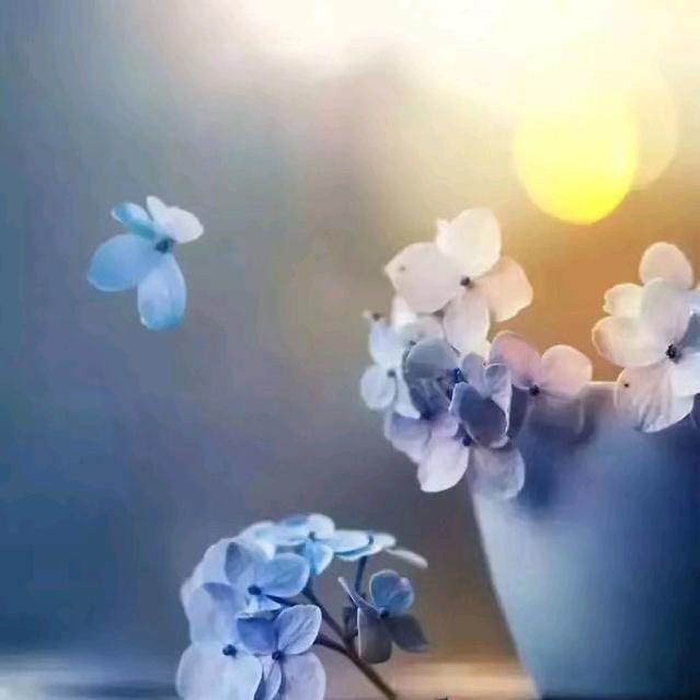 依伽依佳-江北重百-景景