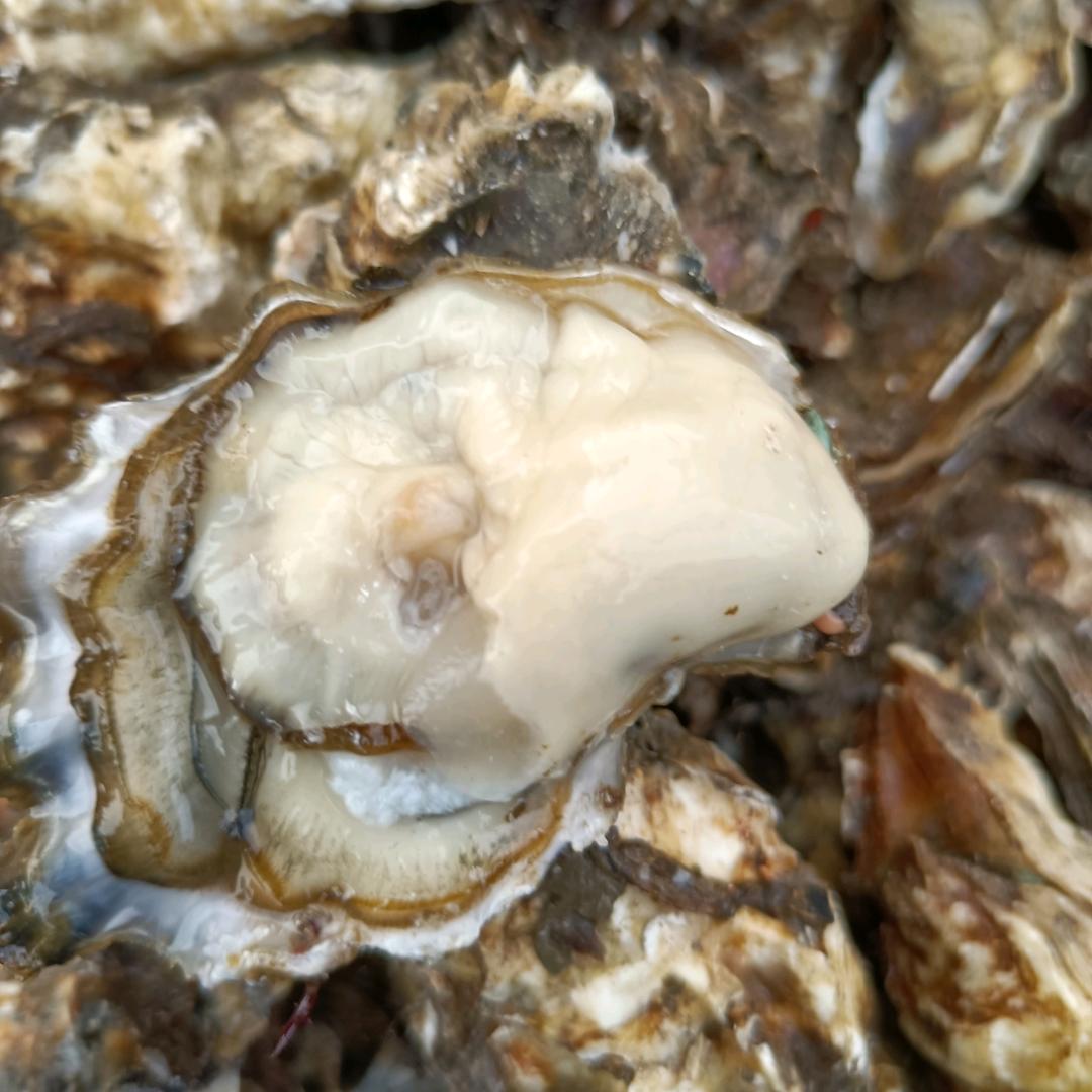 小船海鲜（娟姐手工珠绣）