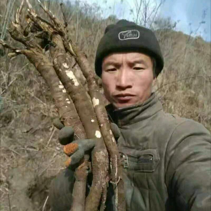 百间草