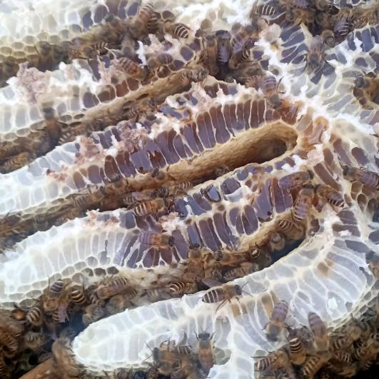 蜜蜂🐝单