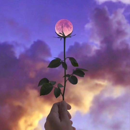 木棉花~倩