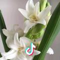 静听花开