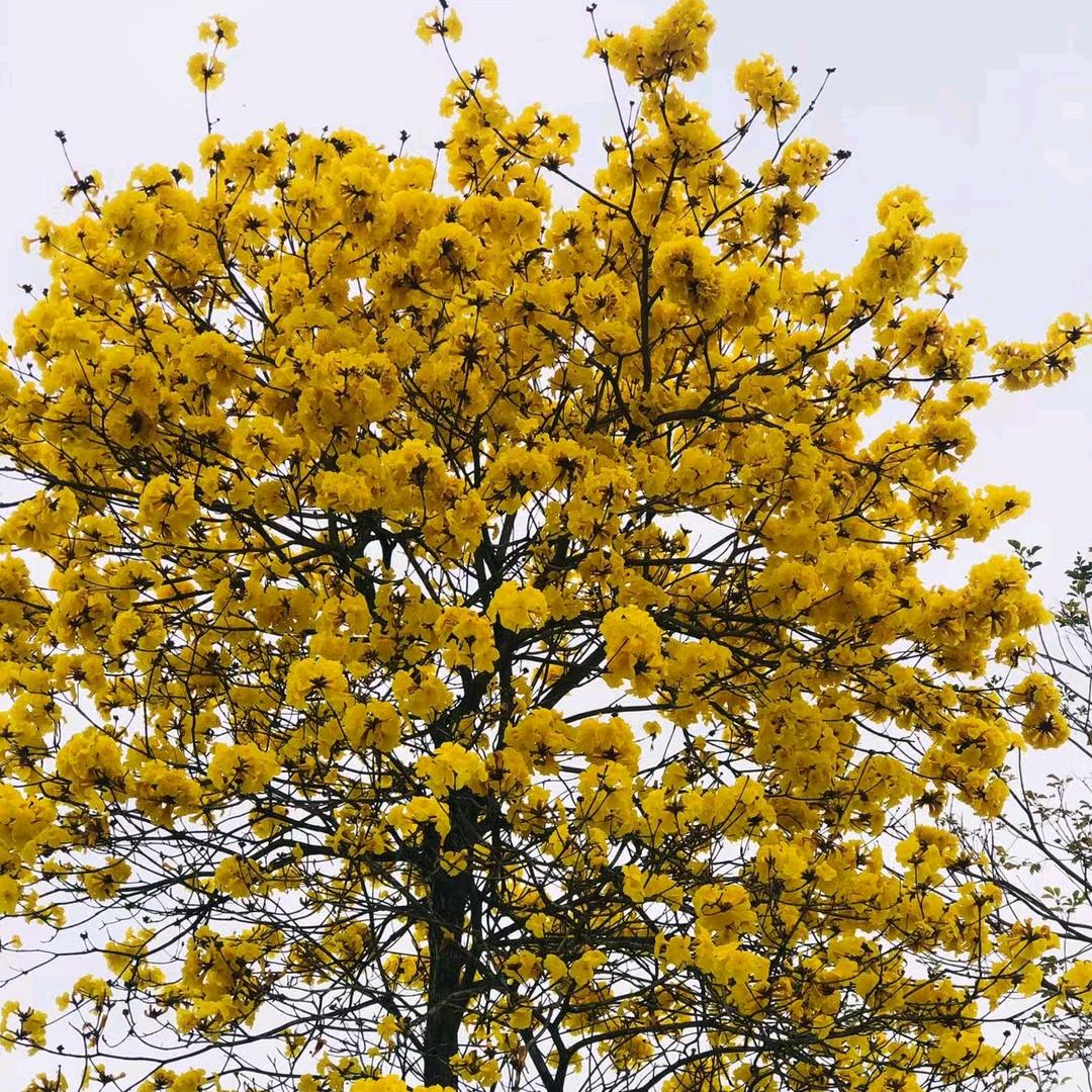 小连（勿连赞）