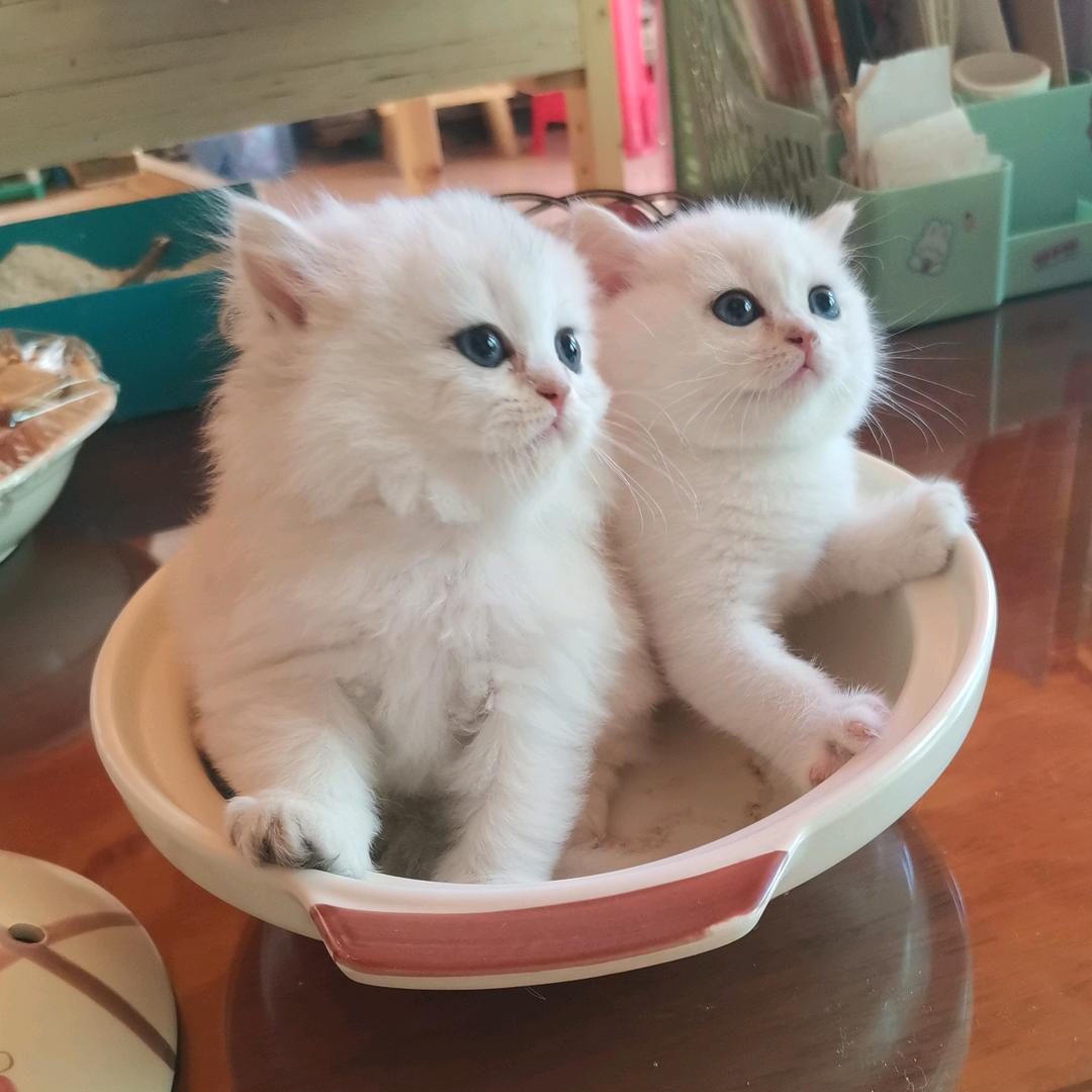 七只喵
