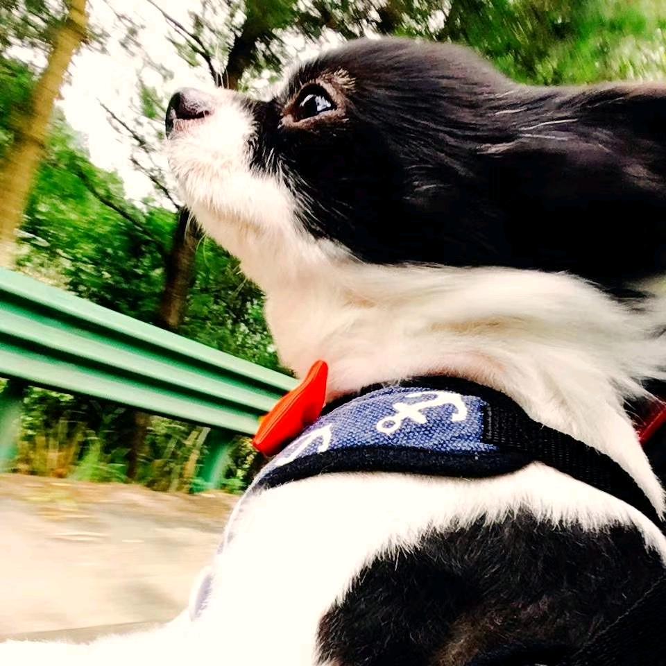 小蛇