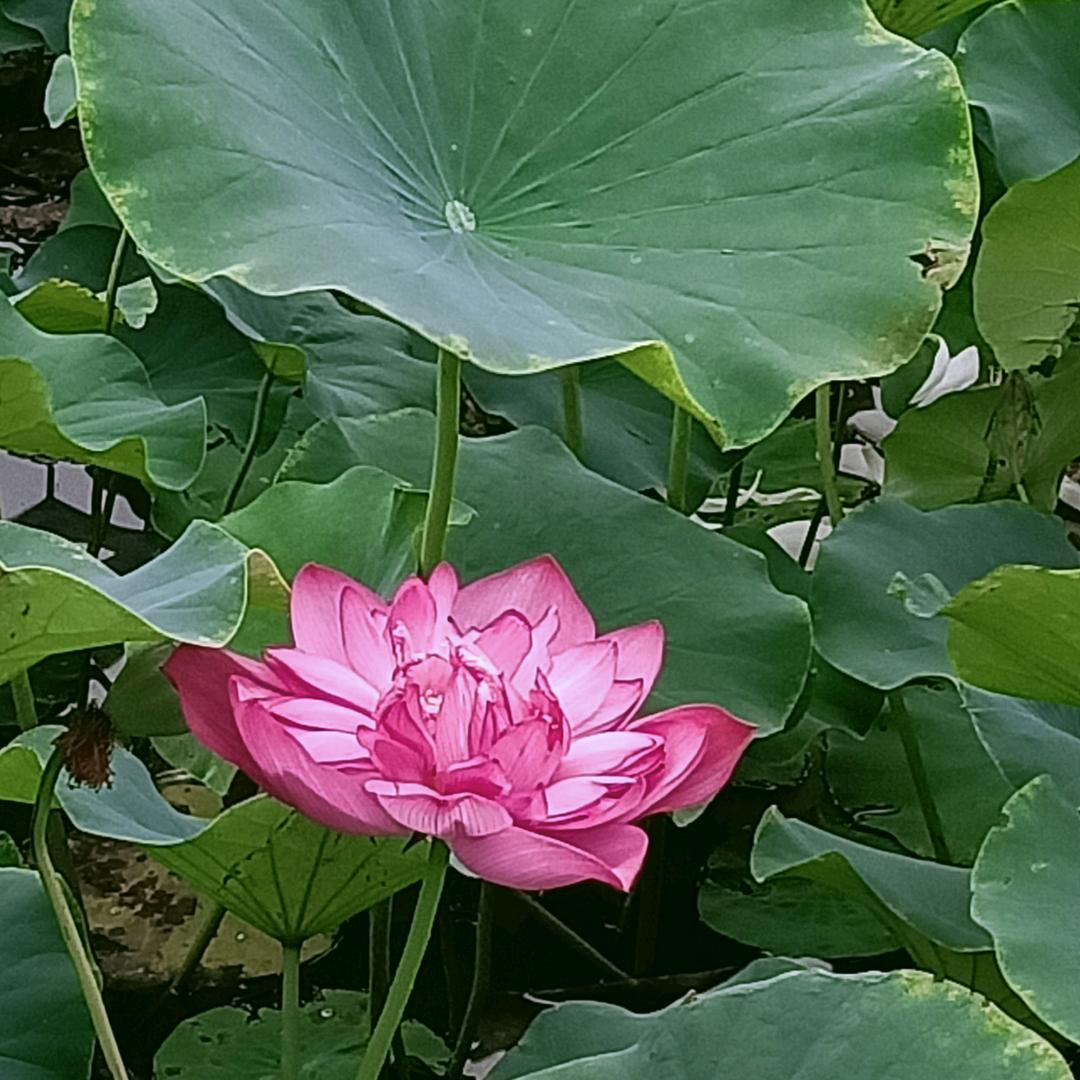 健康是福