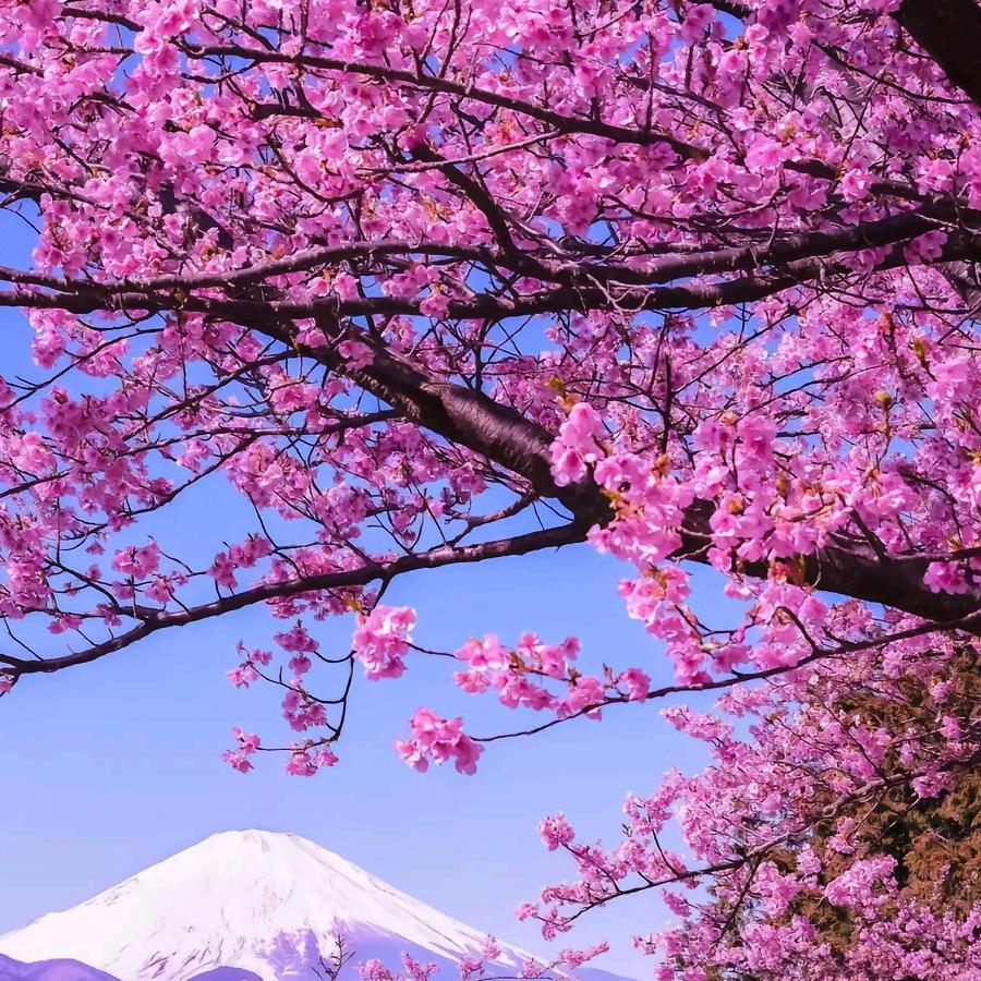 樱花园艺 容县宏盛园艺