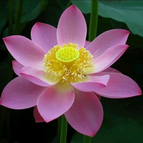 菊