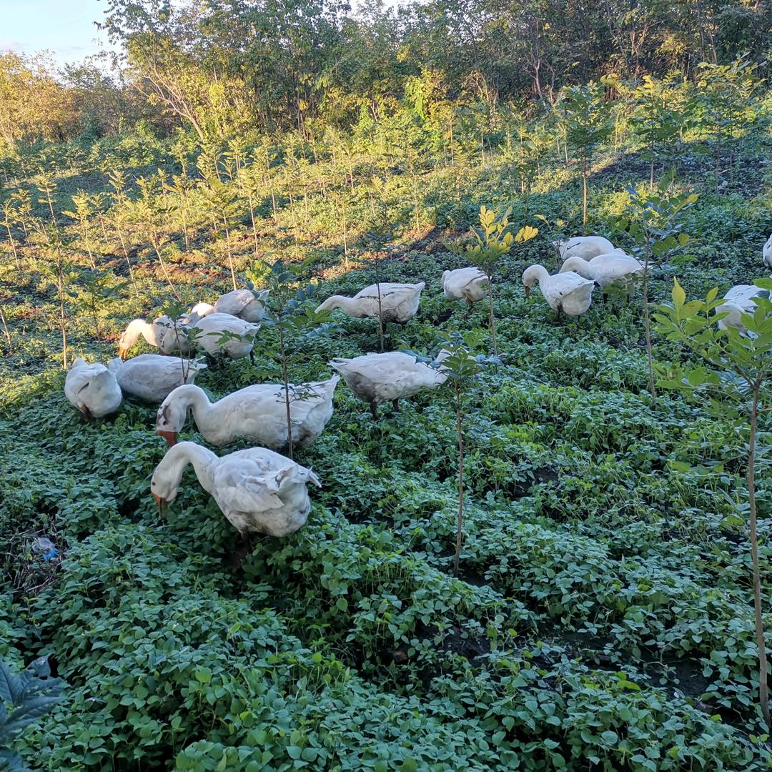 小荣