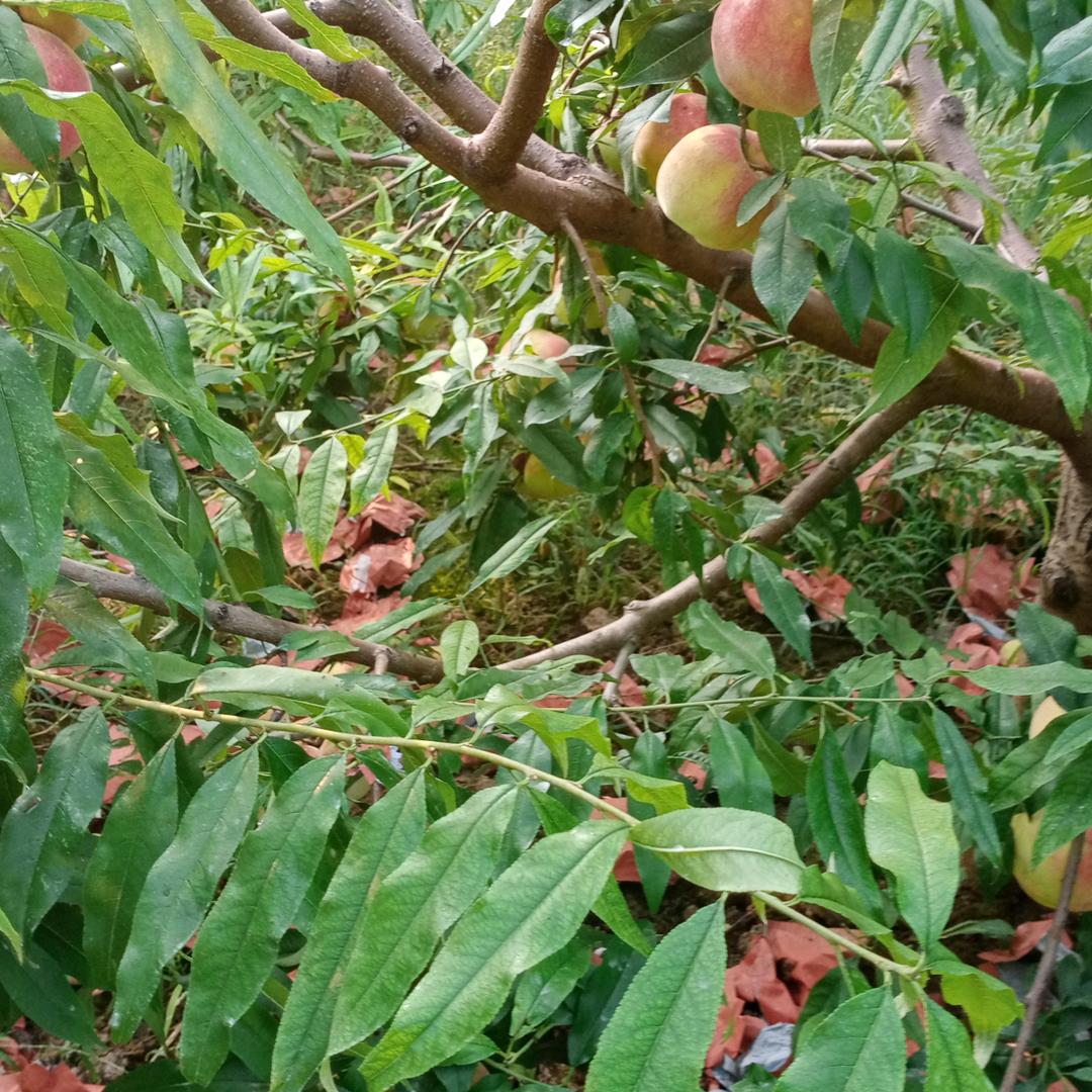 爷爷的味道