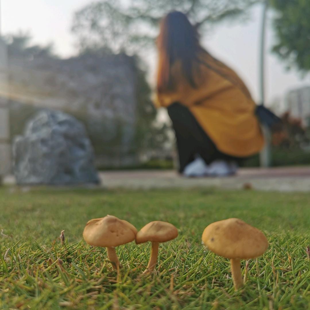 茹
