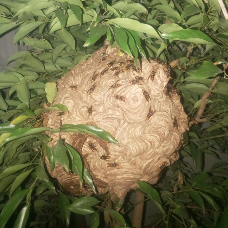 小文爱玩蜂