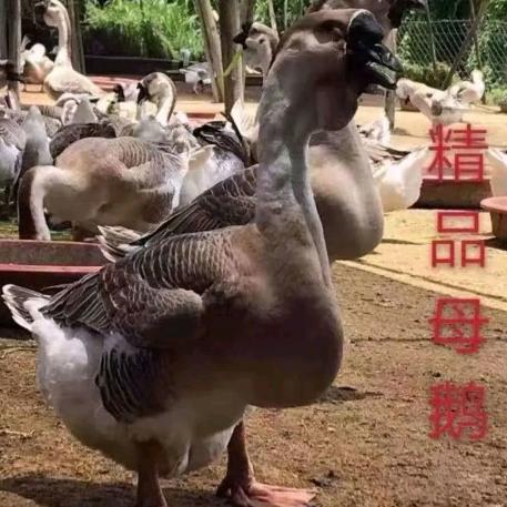 乐恒宠物
