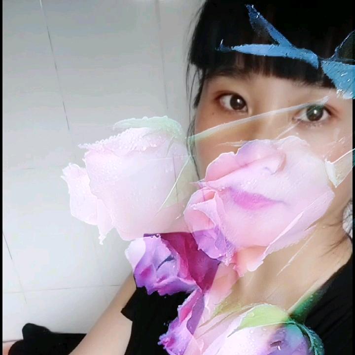 梧桐树上的鸟