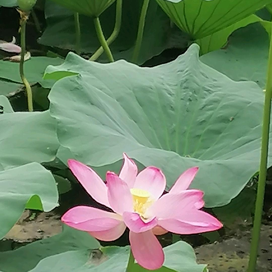 老边