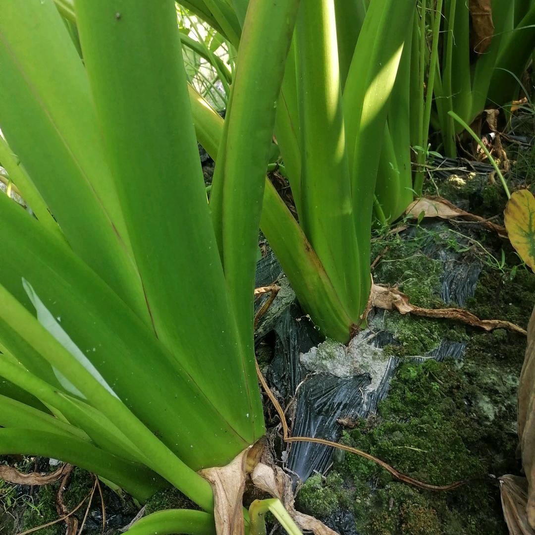 快樂很簡單小叶