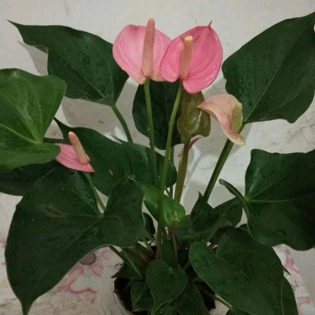 真心很贵