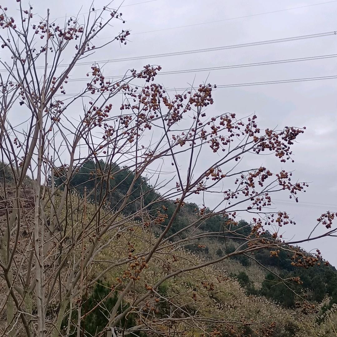 通顺木患子生活馆