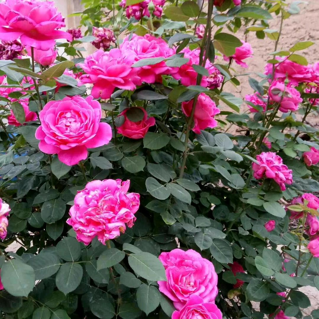 芳华正茂