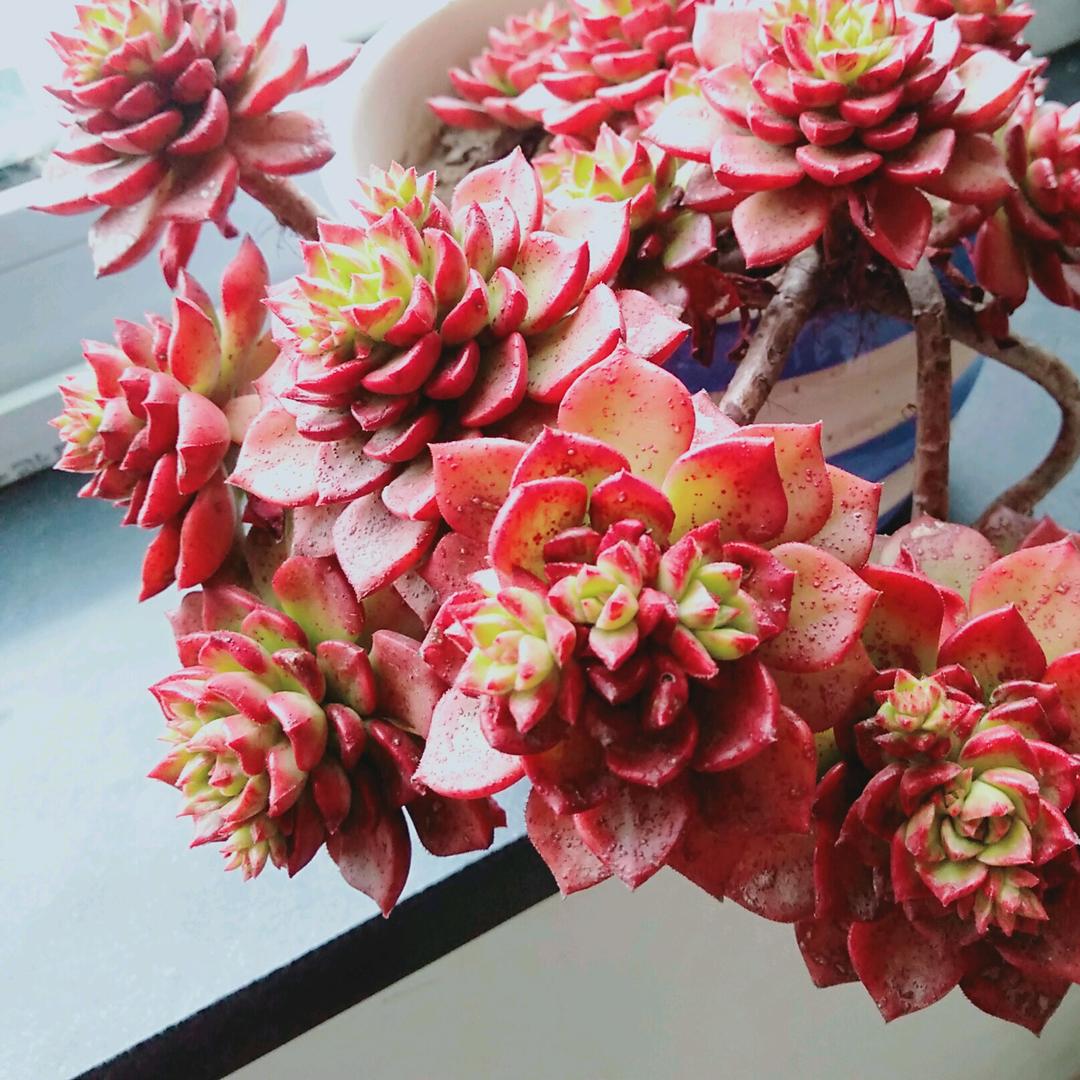 丸子茜茜