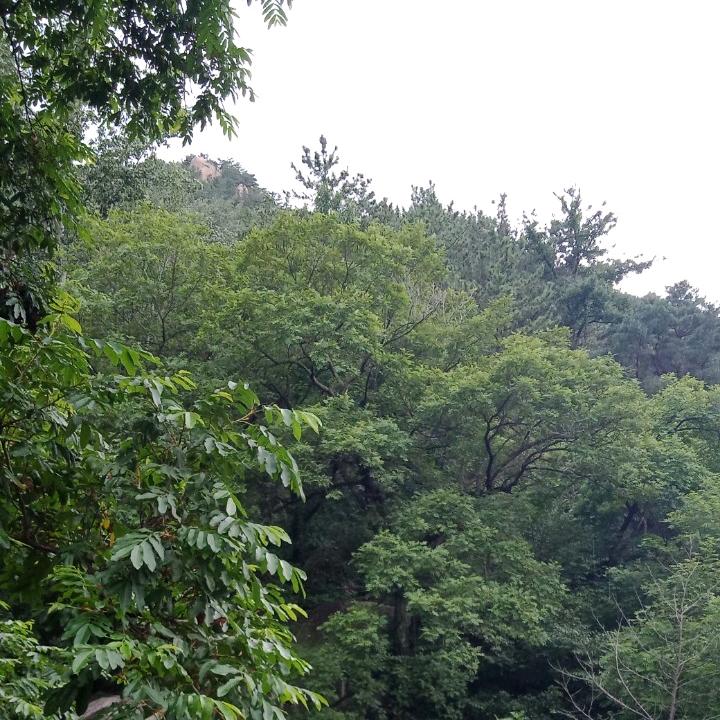 小捣蛋