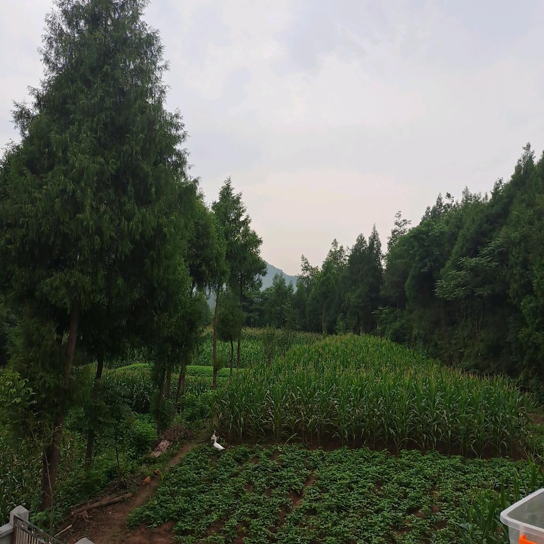 黄金岁月