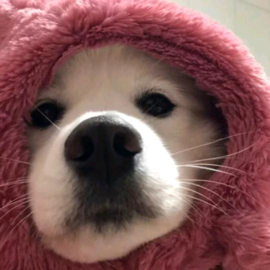 王王王王王老吉