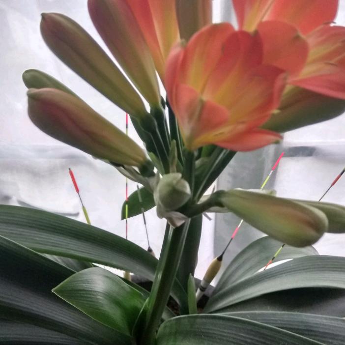 🌈🌈🌈曲阳老王🌈🌈(彩虹团)：