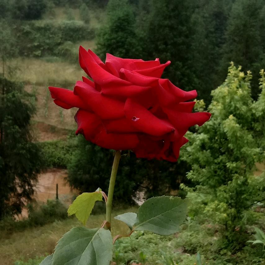 忘掉一切，明天更美好。