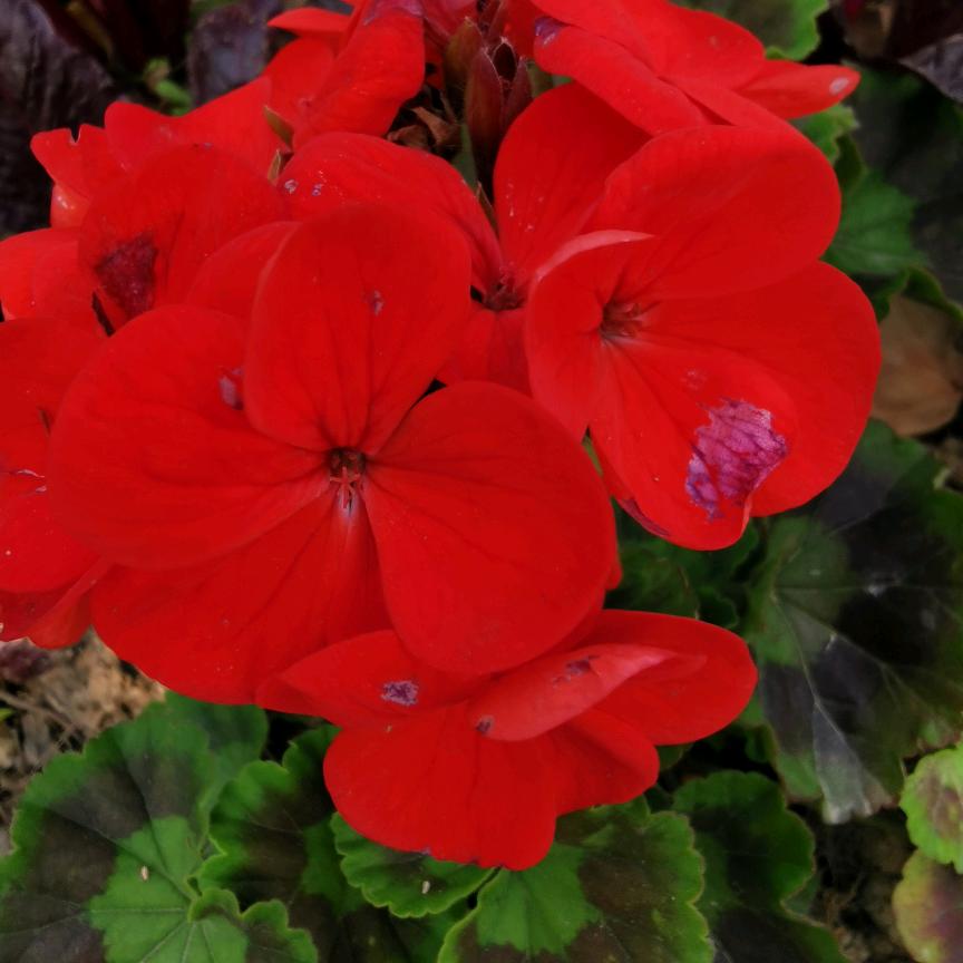 骑着蚂蚁看花花