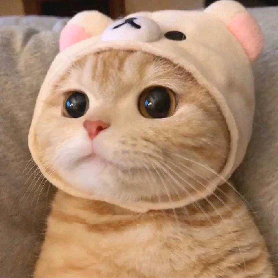 小飞猪起飞头像