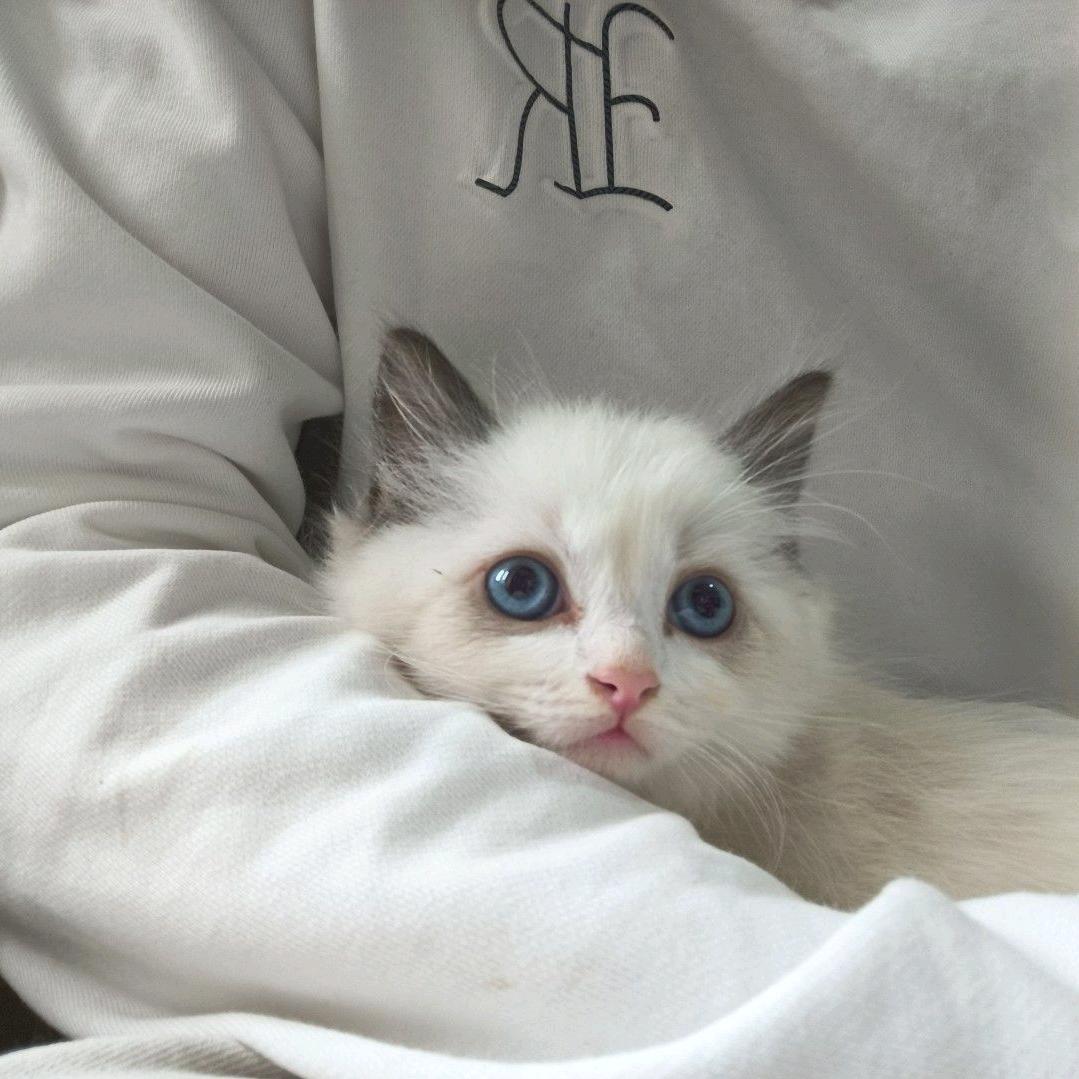 赊.