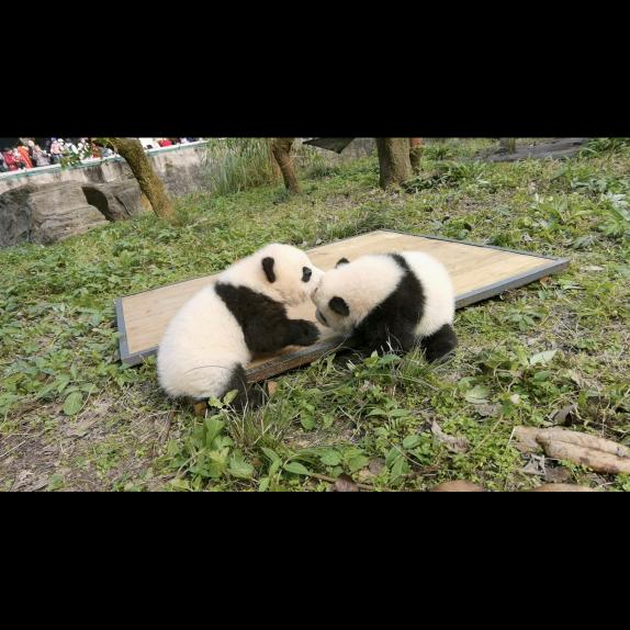 🐼墩墩儿的心愿