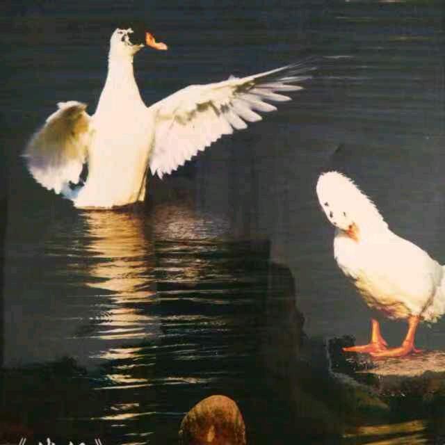 徐鸭子