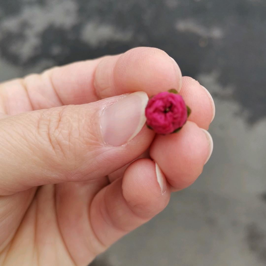 🌺小可爱🌺