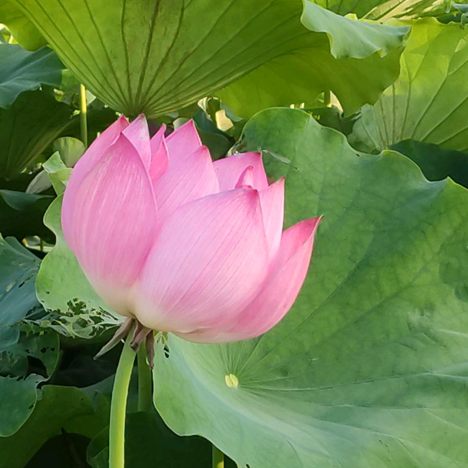 顺道