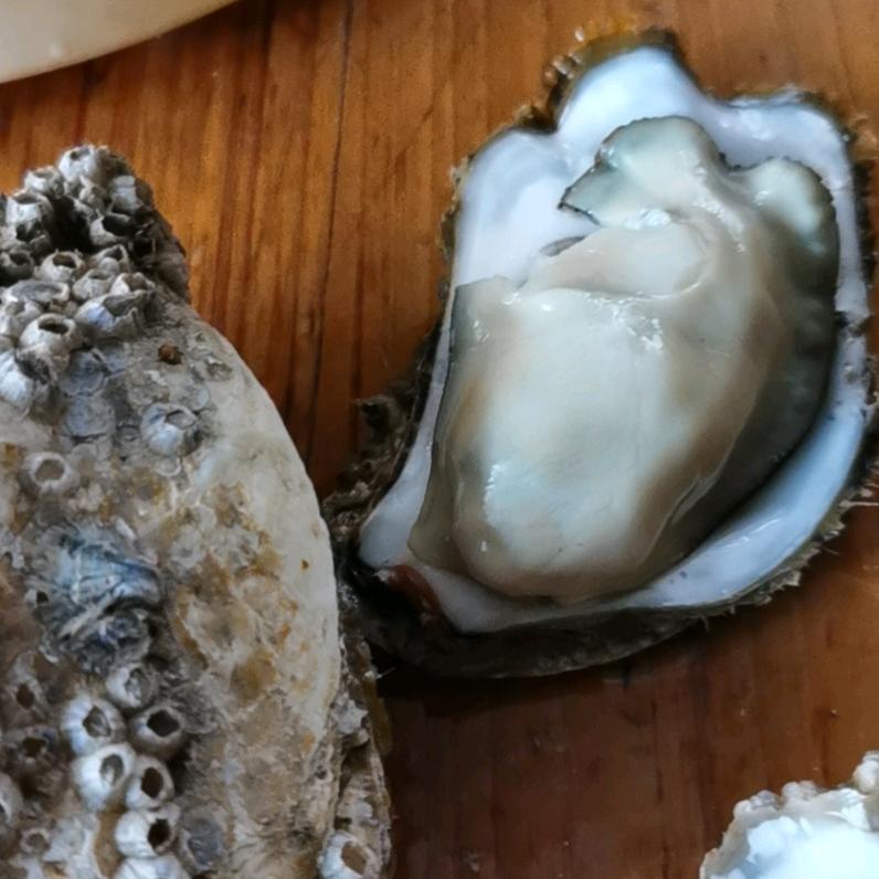 蚝哥🇨🇳🇨🇳🇨🇳