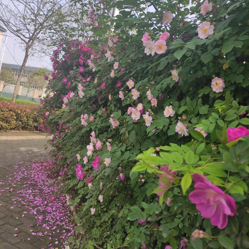 茉念