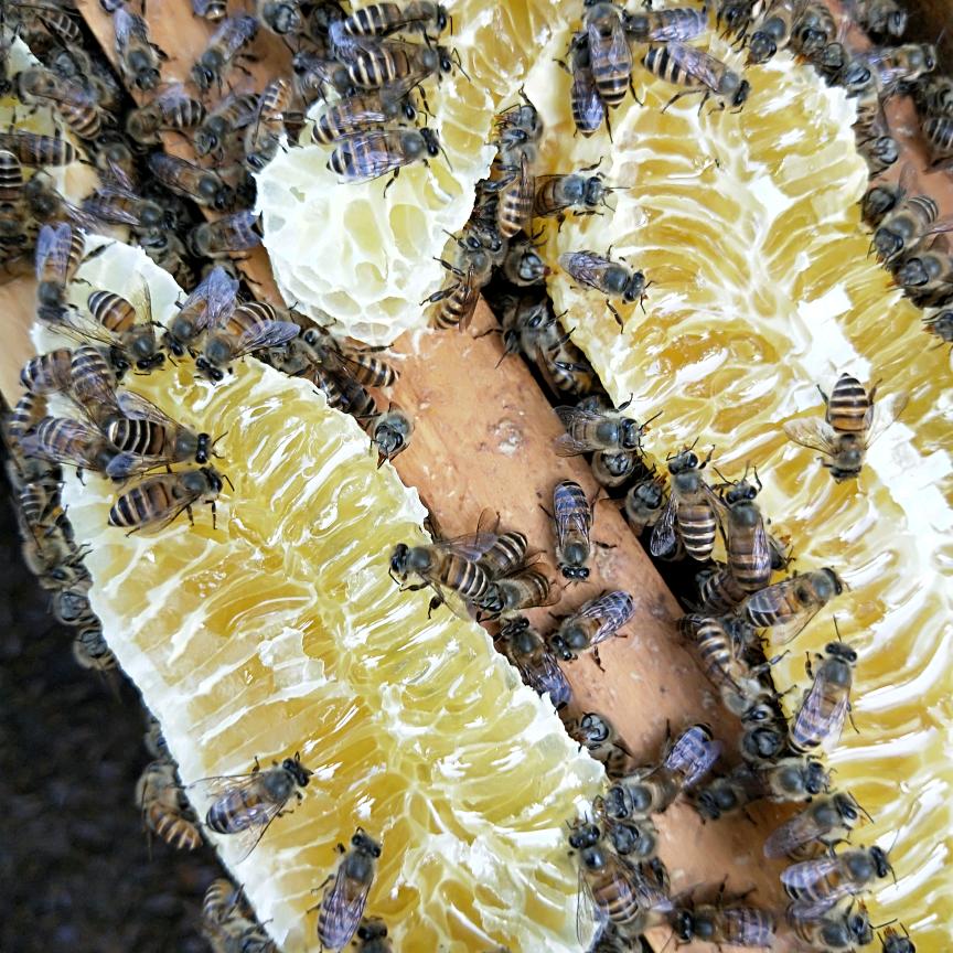 农村养蜂人小曾