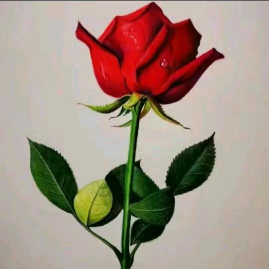 🌹幸运儿🌹